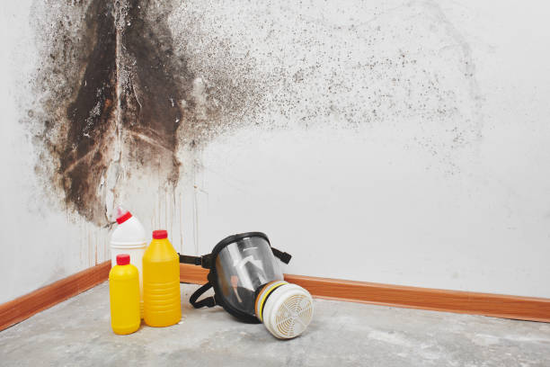 Why You Should Choose Our Mold Remediation Services in Taylor Lake Village, TX